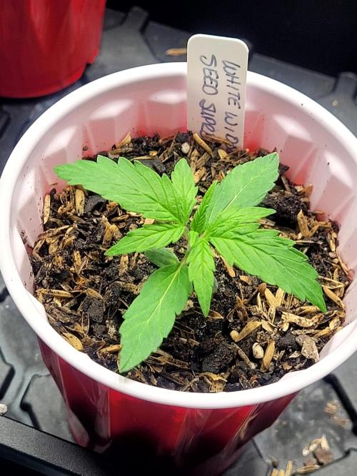 White Widow Auto. Week 1