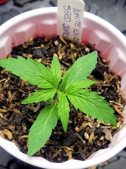 White Widow Auto. Week 1