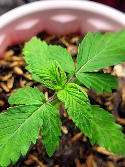 CBD Auto 20:1. Week 1