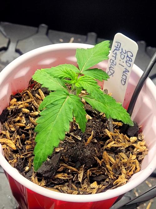 CBD Auto 20:1. Week 1