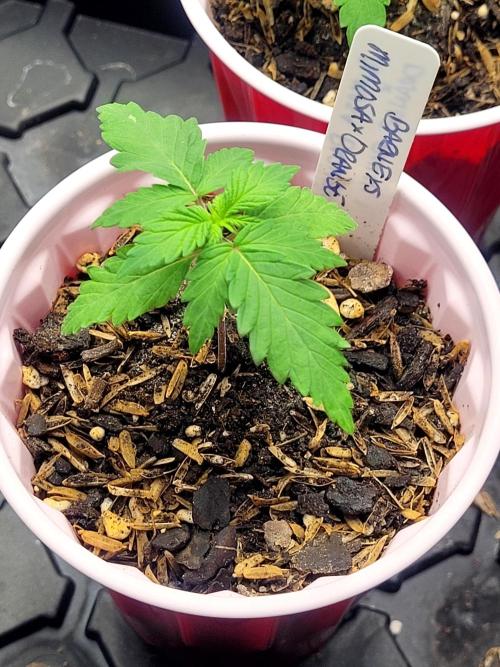 Mimosa x Orange Punch. Week 1