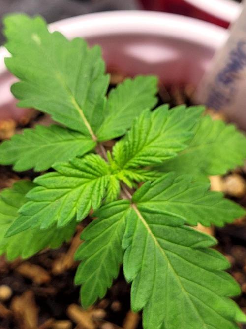 Mimosa x Orange Punch. Week 1