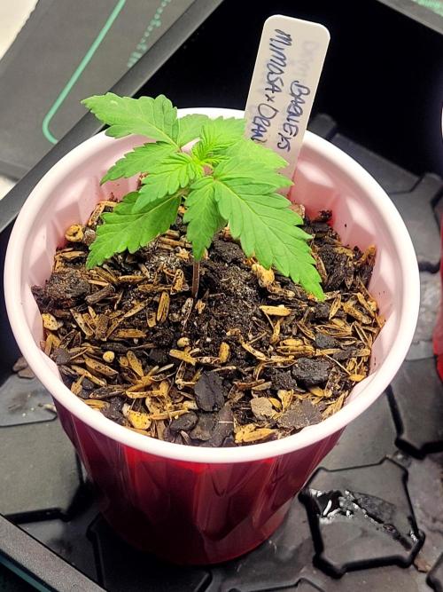 Mimosa x Orange Punch. Week 1