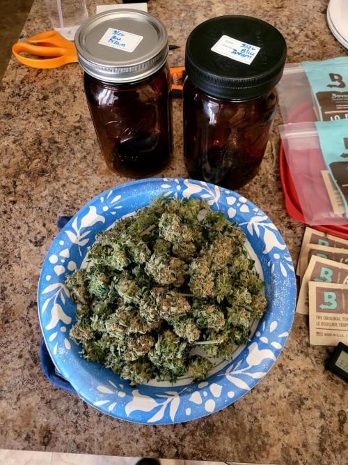 Blue Dream. Week 14