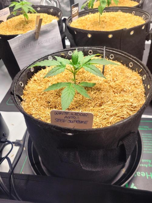 White Widow Auto. Week 2