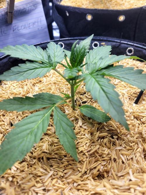 White Widow Auto. Week 2