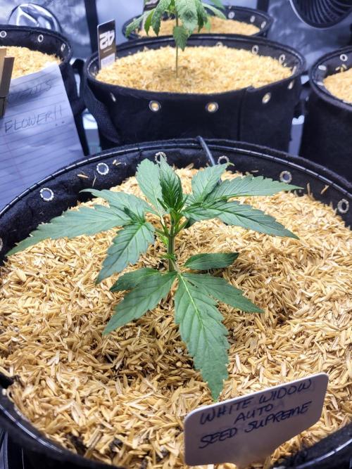 White Widow Auto. Week 2