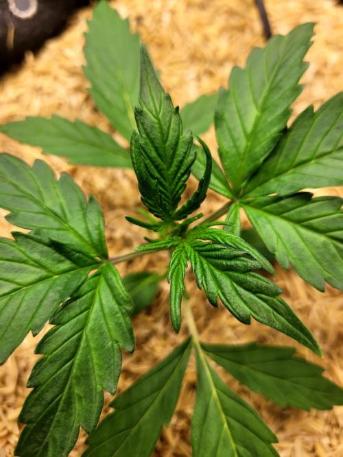 White Widow Auto. Week 2