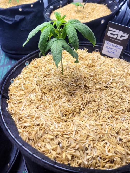Tropicana Cookies Auto. Week 2