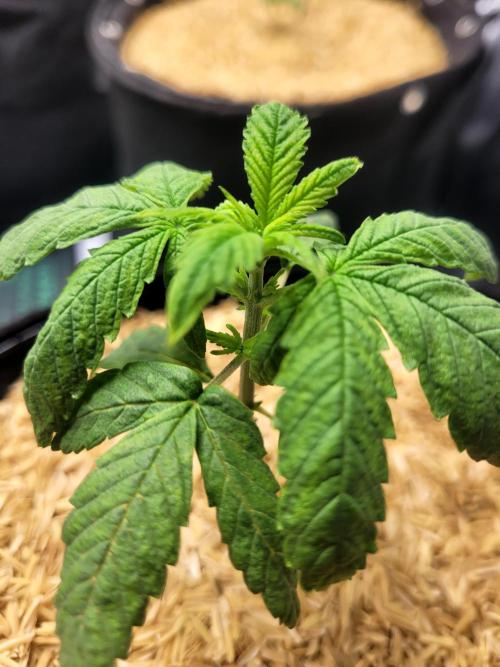 Tropicana Cookies Auto. Week 2