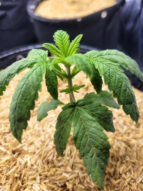 Tropicana Cookies Auto. Week 2
