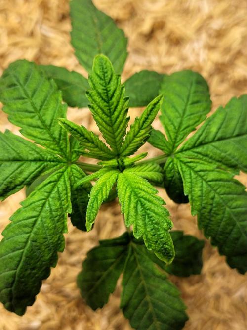 Tropicana Cookies Auto. Week 2