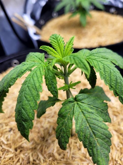 Tropicana Cookies Auto. Week 2
