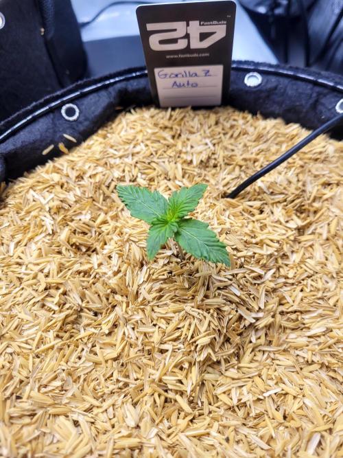 Gorilla Z Auto. Week 1