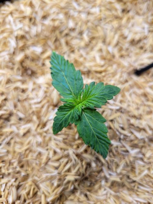 Gorilla Z Auto. Week 1