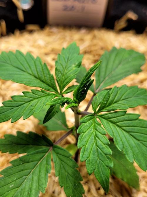 CBD Auto 20:1. Week 2