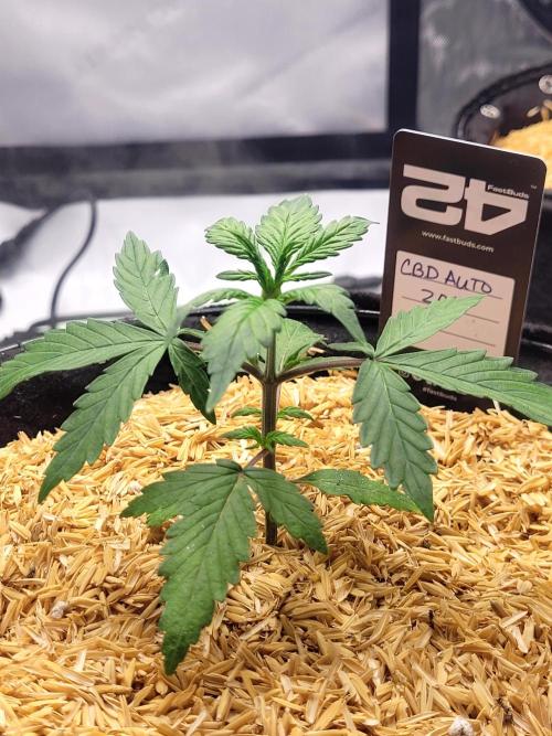 CBD Auto 20:1. Week 2