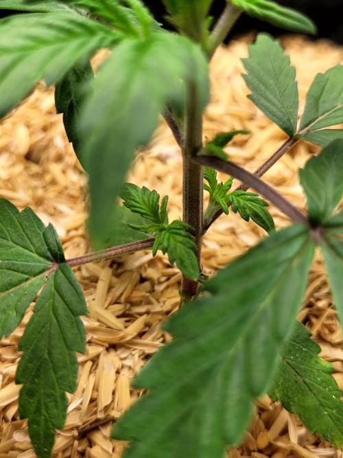 CBD Auto 20:1. Week 2