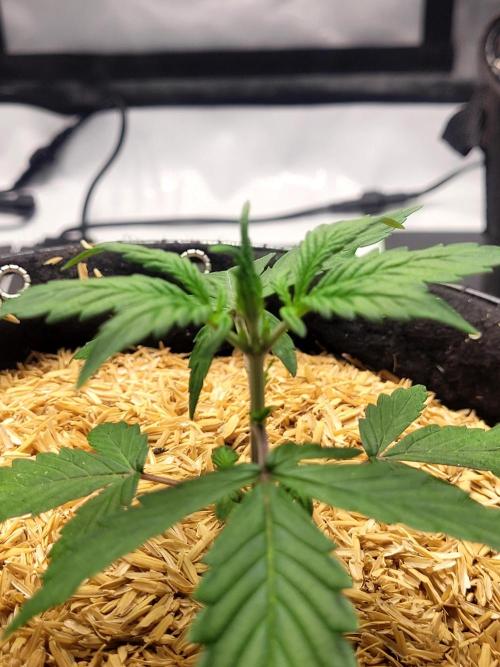 CBD Auto 20:1. Week 2