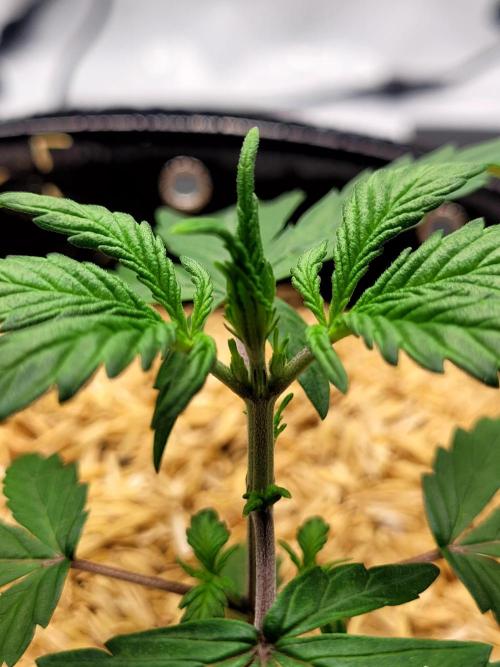 CBD Auto 20:1. Week 2