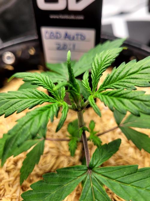 CBD Auto 20:1. Week 2