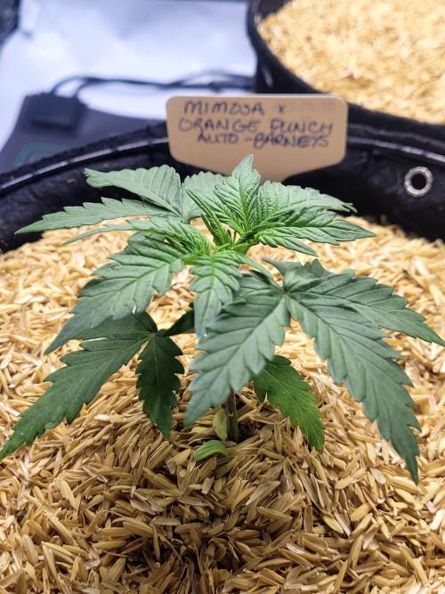 Mimosa x Orange Punch. Week 2