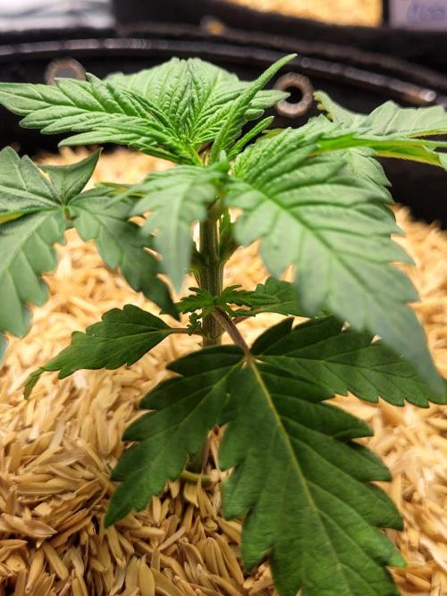 Mimosa x Orange Punch. Week 2
