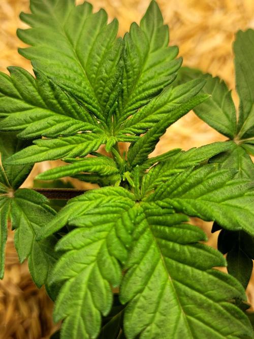 Mimosa x Orange Punch. Week 2