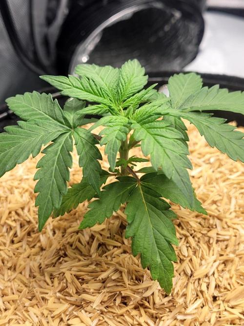 Mimosa x Orange Punch. Week 2