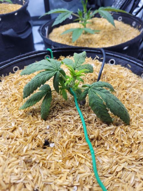 Tropicana Cookies Auto. Week 3