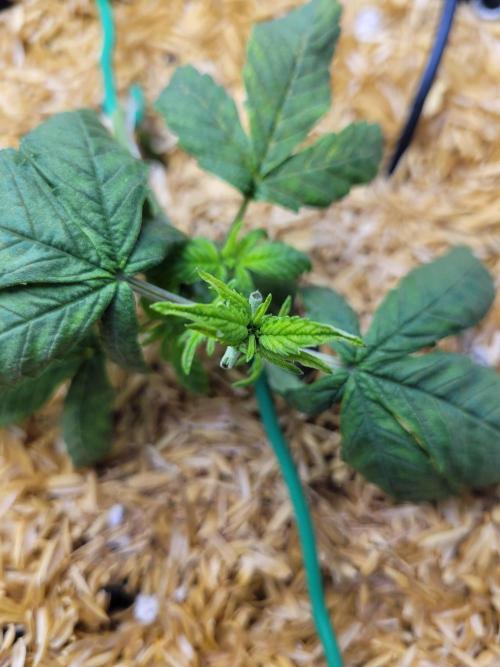 Tropicana Cookies Auto. Week 3