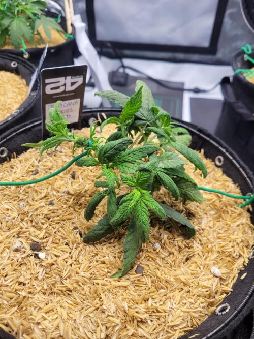 Tropicana Cookies Auto. Week 3