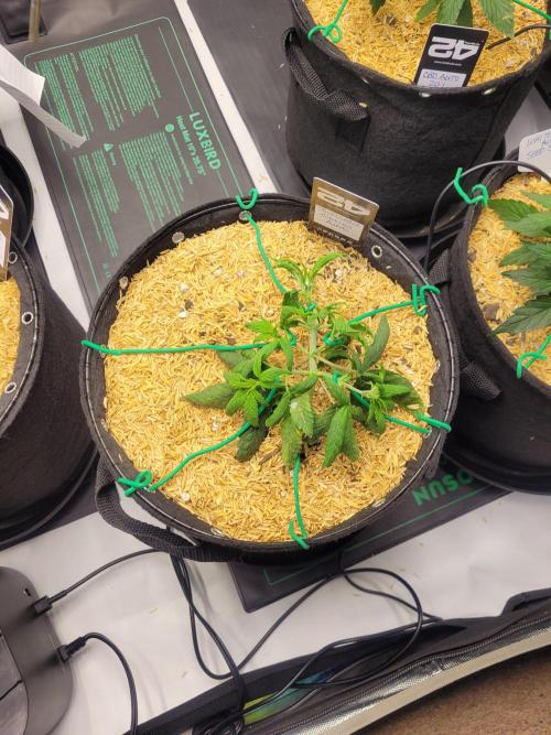 Tropicana Cookies Auto. Week 3