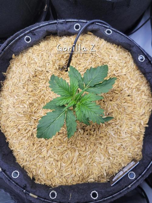 Gorilla Z Auto. Week 2