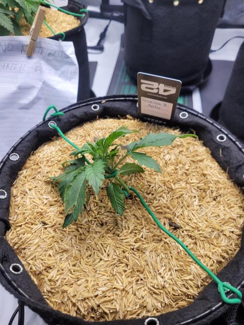 Gorilla Z Auto. Week 2