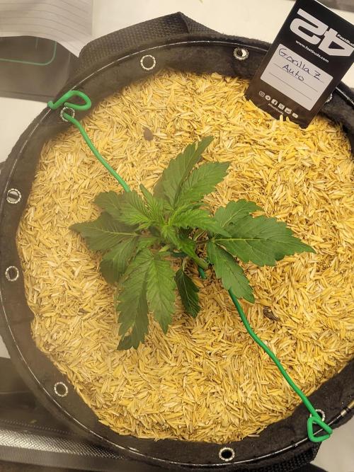 Gorilla Z Auto. Week 2