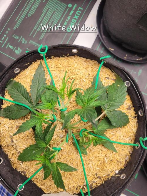White Widow Auto. Week 3