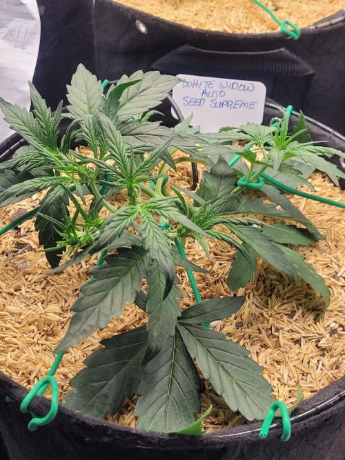 White Widow Auto. Week 3