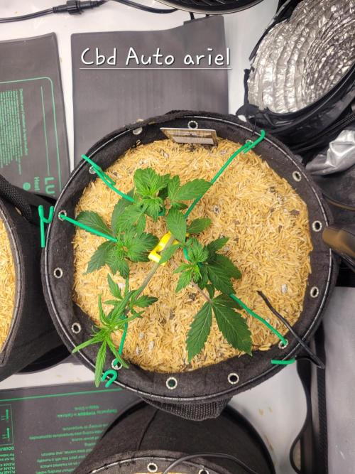 CBD Auto 20:1. Week 3