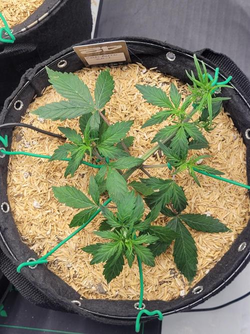 CBD Auto 20:1. Week 3