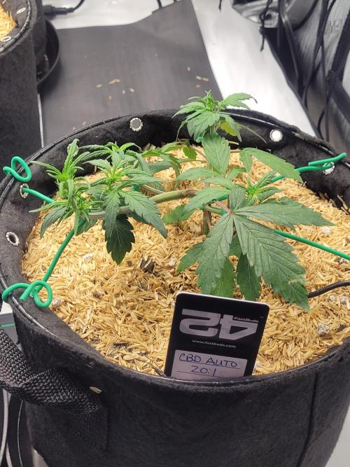 CBD Auto 20:1. Week 3