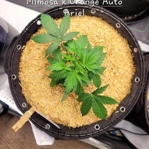 Mimosa x Orange Punch. Week 3