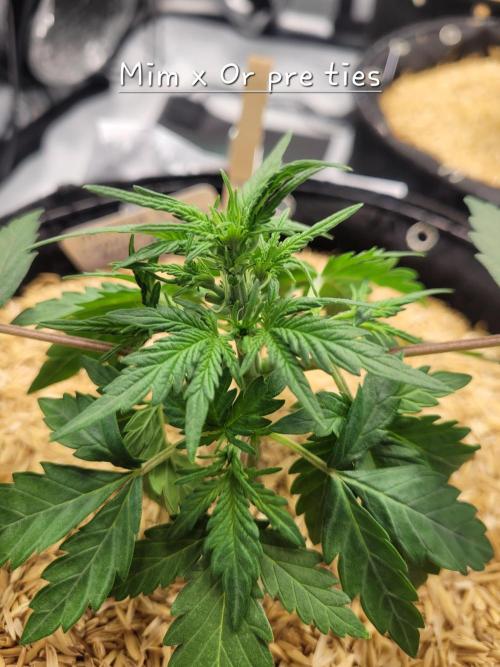 Mimosa x Orange Punch. Week 3