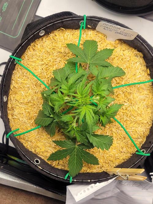 Mimosa x Orange Punch. Week 3