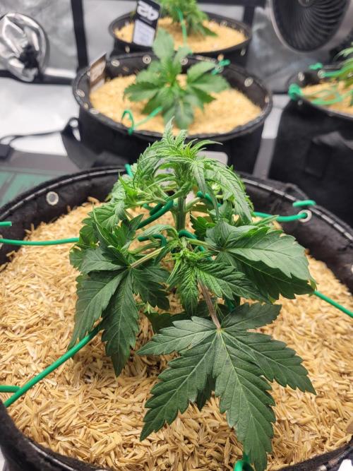 Mimosa x Orange Punch. Week 3