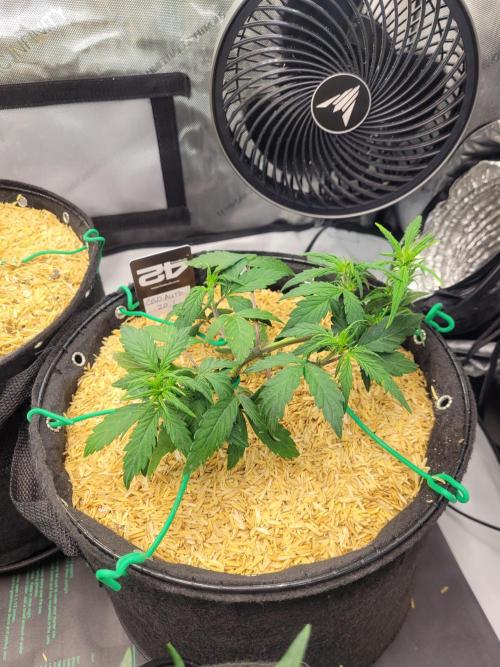 CBD Auto 20:1. Week 3