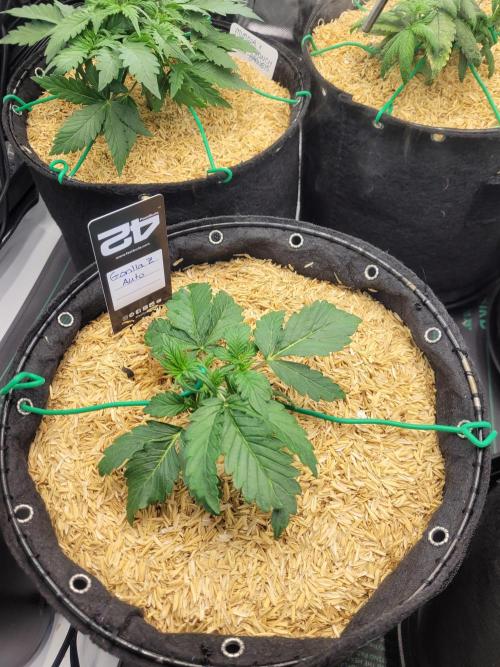 Gorilla Z Auto. Week 2