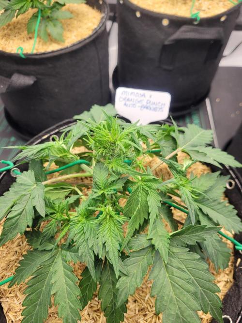 Mimosa x Orange Punch. Week 4