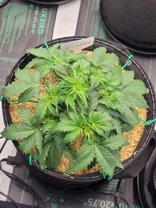 Mimosa x Orange Punch. Week 4