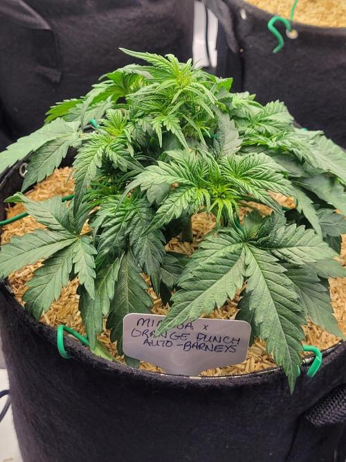 Mimosa x Orange Punch. Week 4